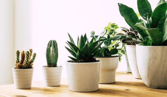 10 Succulent Plants for the Home